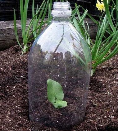 Single plastic bottle over a new seedling growing in the ground